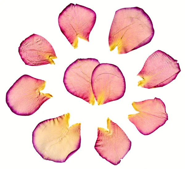 Rosenblätter isoliert — Stockfoto