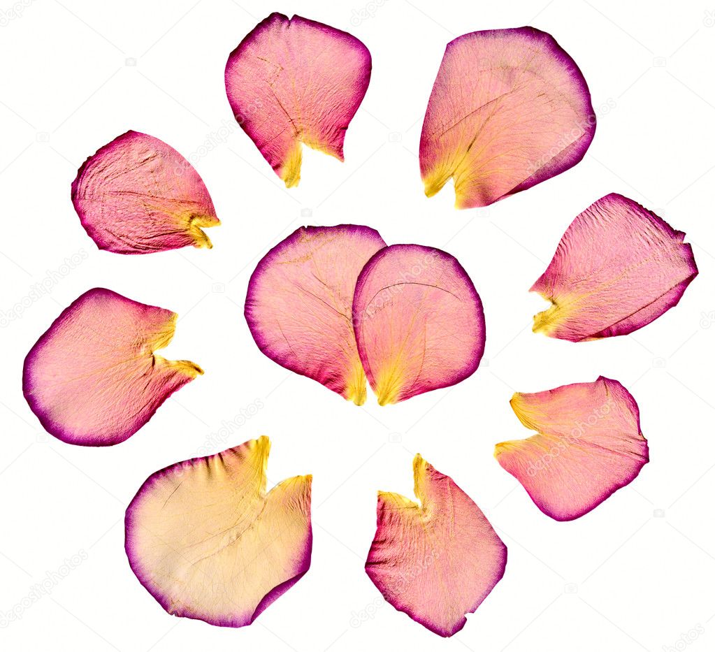 Rose petals isolated
