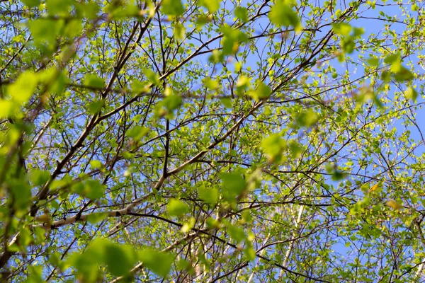 나무의 가지에 잎 — 스톡 사진