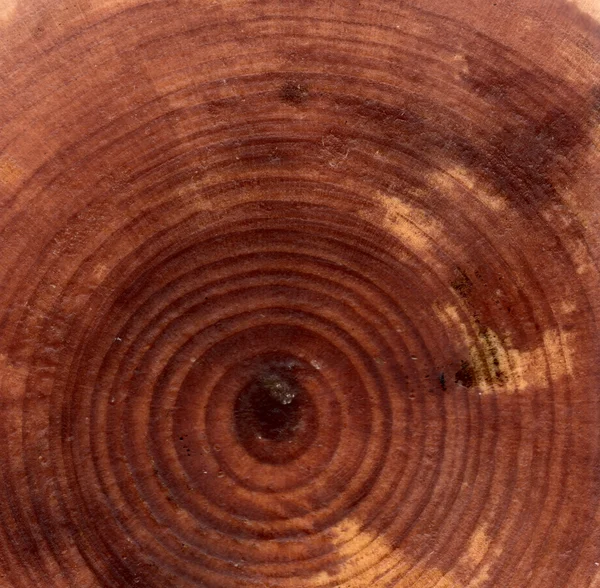 Closeup wooden cut texture — Stock Photo, Image