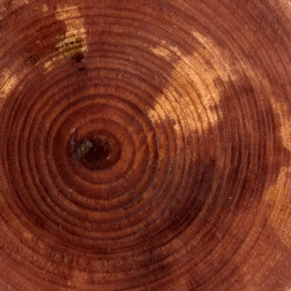 Closeup textura de corte de madeira — Fotografia de Stock
