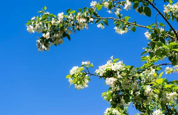 盛开的苹果树 — 图库照片