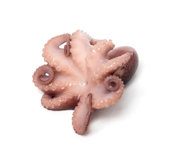 Kleine octopus op witte achtergrond — Stockfoto
