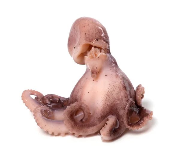 devilfish octopus