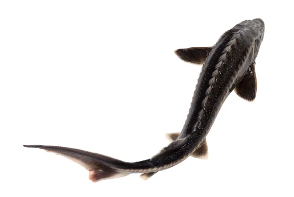 Sterletowa ryba — Zdjęcie stockowe