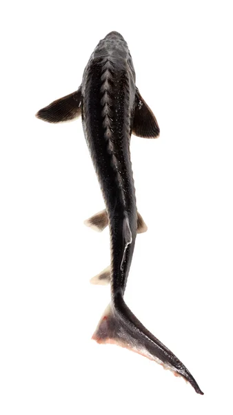 신선한 sterlet 물고기 — 스톡 사진