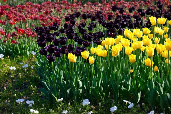 Gelbe und violette Tulpen — Stockfoto