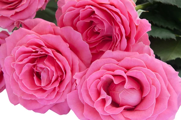 Bukett av rosor. närbild — Stockfoto