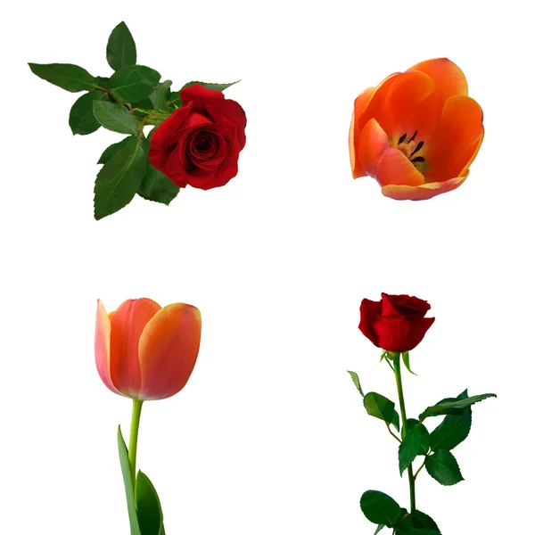 Insieme di rose e tulipani — Foto Stock