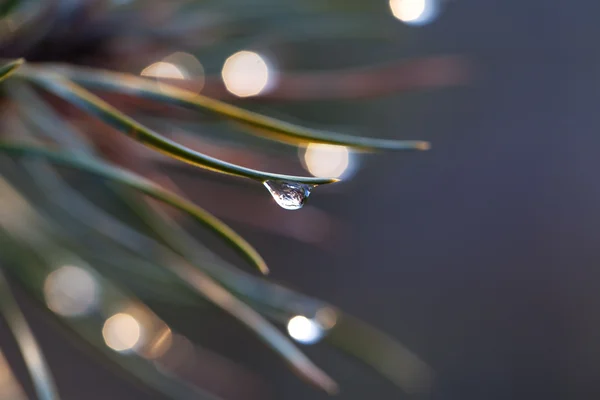 Water drop on pine-needle — Stock Photo, Image