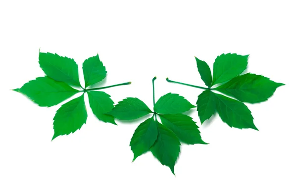 3 つの緑のバージニア クリーパー葉 — ストック写真