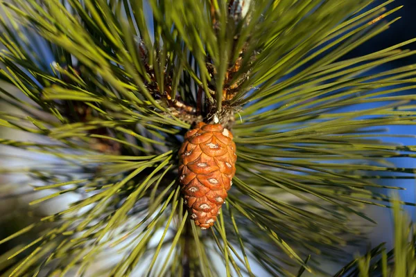 Pine cone. Close-up view. — Stock Photo, Image