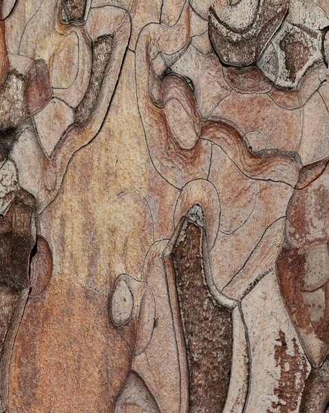 木纹理。松树的宏照片 — 图库照片