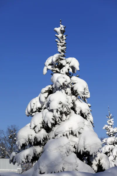 Besneeuwde fir op achtergrond van blauwe hemel — Stockfoto