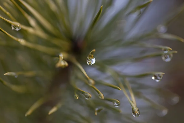 Water drop on pine-needle — Stock Photo, Image