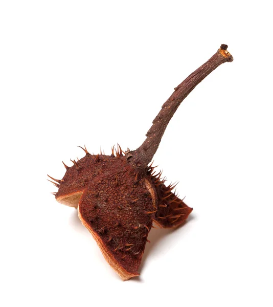 Horse-chestnut inside dry peel on branch — Stock Photo, Image