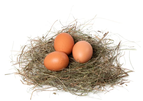 stock image Chicken eggs in nest