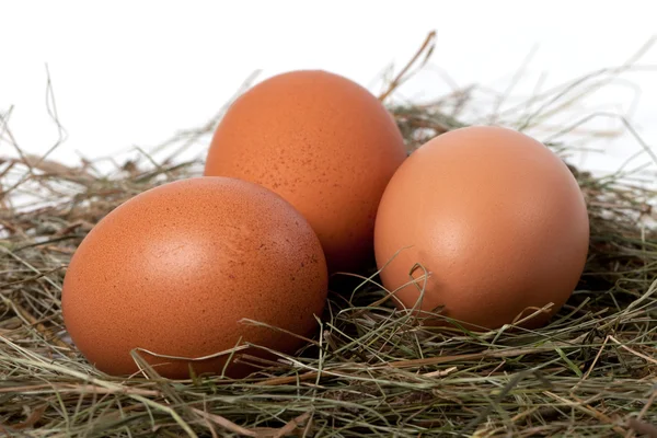 Chicken eggs in nest — Stock Photo, Image