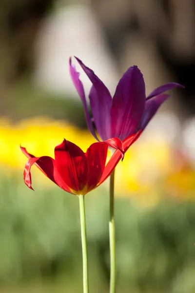 Zwei Tulpe. Detailansicht — Stockfoto