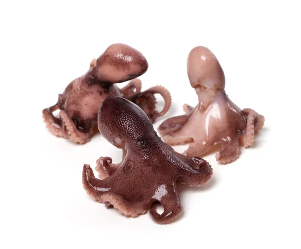 Drie kleine octopus op witte achtergrond — Stockfoto