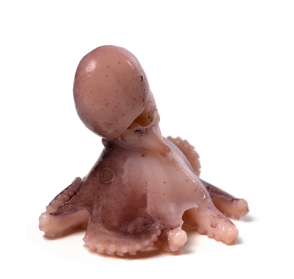 Octopus on white background — Stock Photo, Image