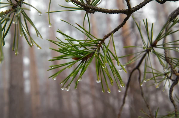Kapky vody na pine jehly Stock Fotografie