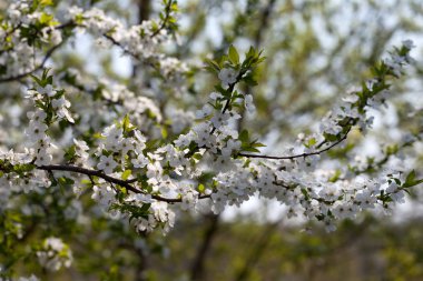 Blossom kiraz ağacı