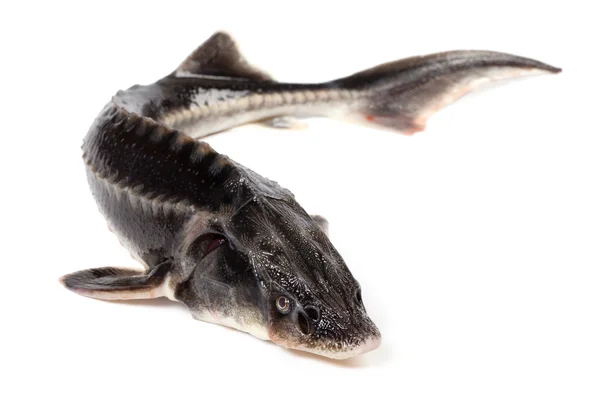 Sterlet Fisch auf weißem Hintergrund Stockbild