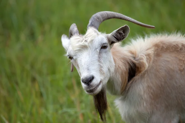 Ritratto di capra — Foto Stock