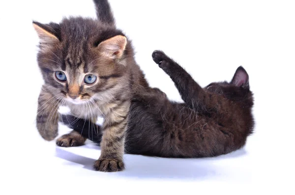 Kittens spelen samen — Stockfoto