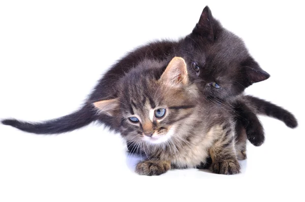 Playful kittens — Stock Photo, Image