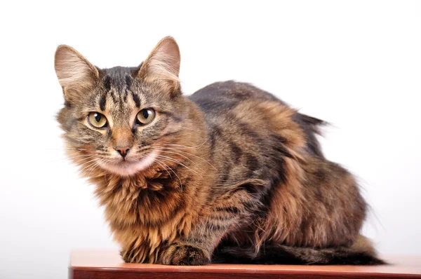 Kat, zittend op het Bureau — Stockfoto