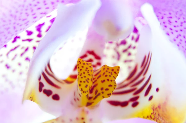 stock image Pink orchid flower close-up