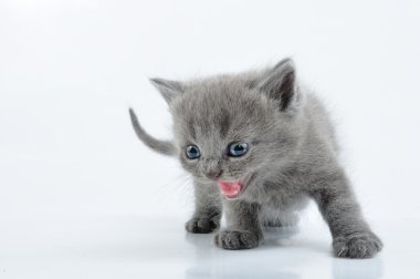 Grey kitten clipart