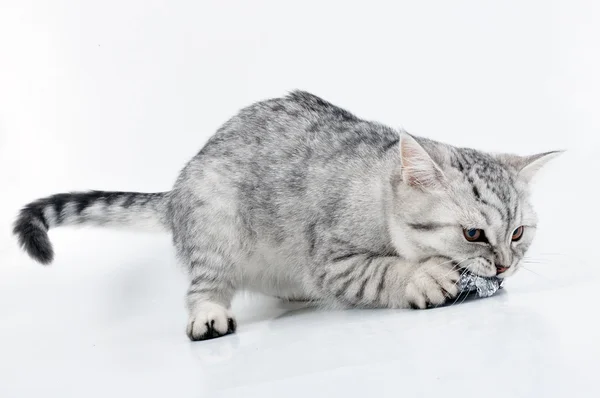 젊은 회색 흰색 스코틀랜드 고양이 재생 — 스톡 사진