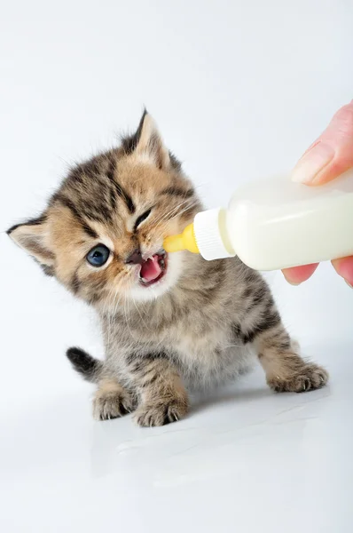 Leite de alimentação pequeno gatinho de uma garrafa — Fotografia de Stock