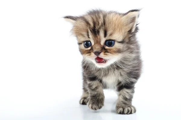 Cute small kitten walking towards — Stock Photo, Image