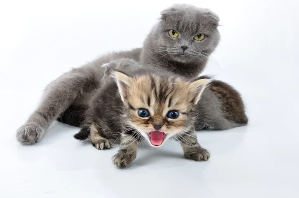 Shouting baby kitten with the family — Stock Photo, Image