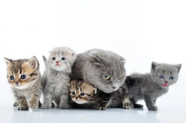 Katter familjeporträtt — Stockfoto