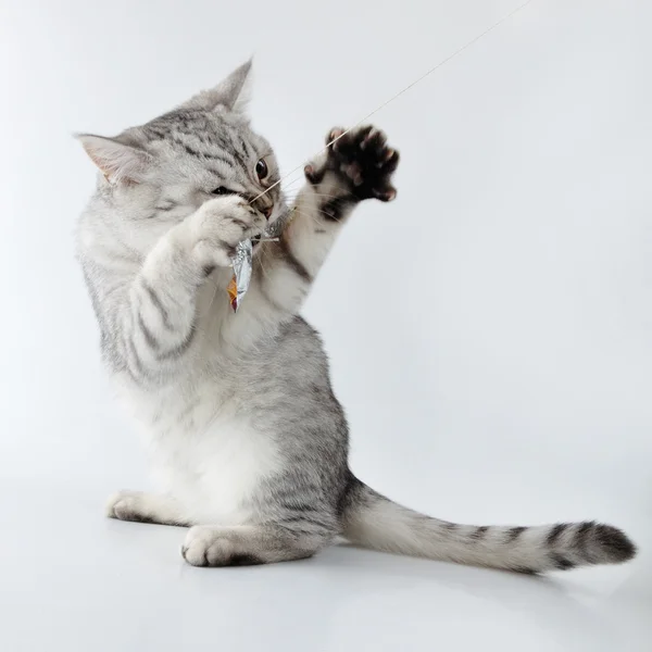 Серый белый шотландский котенок играет — стоковое фото