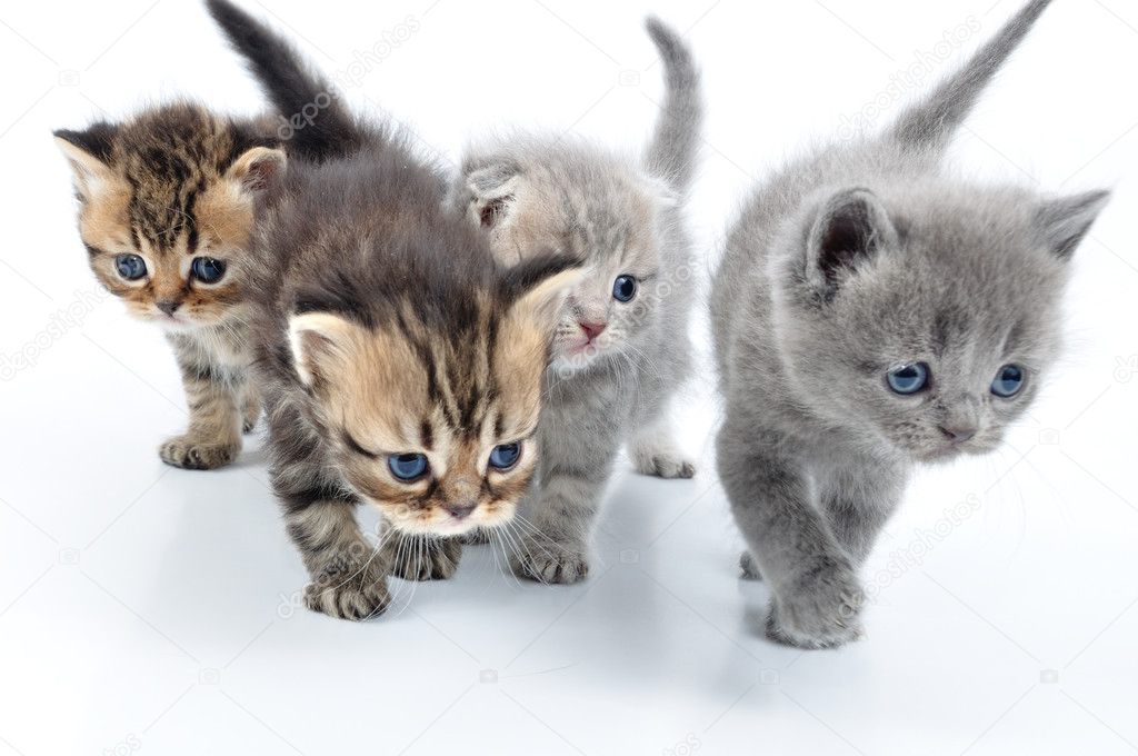 Group of little kittens