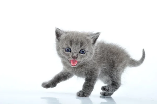 Αστεία γατάκι — Φωτογραφία Αρχείου