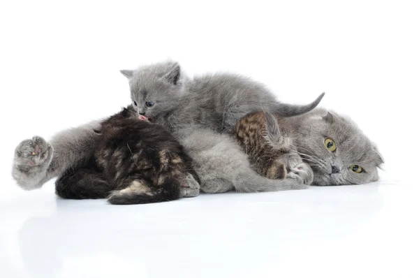 Anne kedi süt onu yavru kedi besleme — Stok fotoğraf