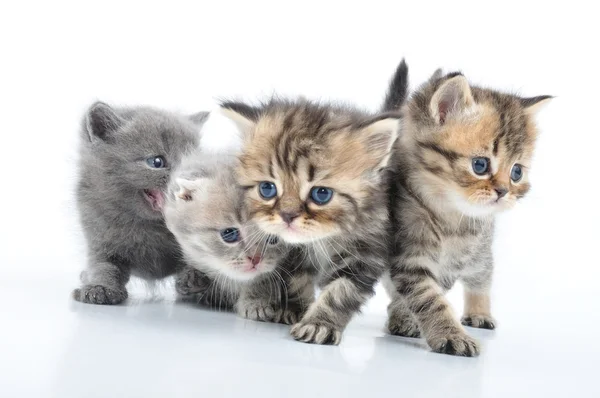 Groep van kleine katjes — Stockfoto