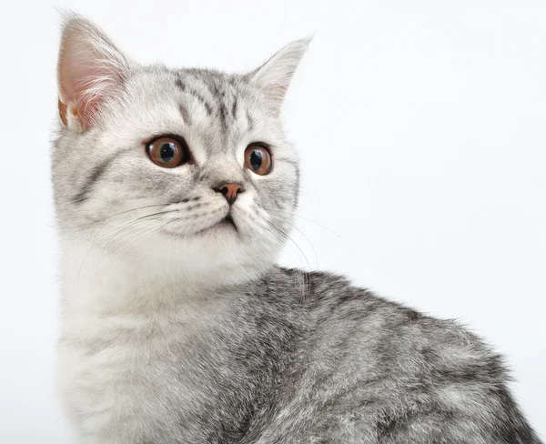 Zilveren Schotse kitten spelen — Stockfoto