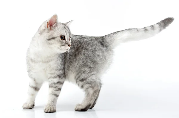 Zilveren Schotse kitten — Stockfoto