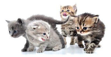 küçük yavru kedi grubu