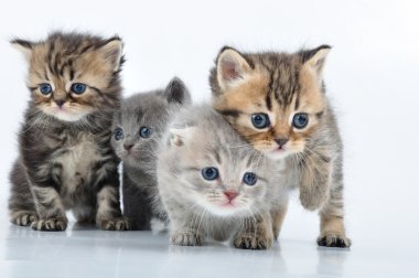 küçük yavru kedi grubu