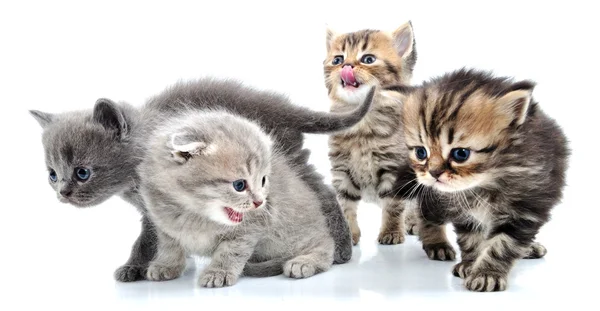 Grupa małe kocięta — Zdjęcie stockowe
