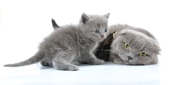 Escocês dobrado orelha mãe gato com gatinhos — Fotografia de Stock